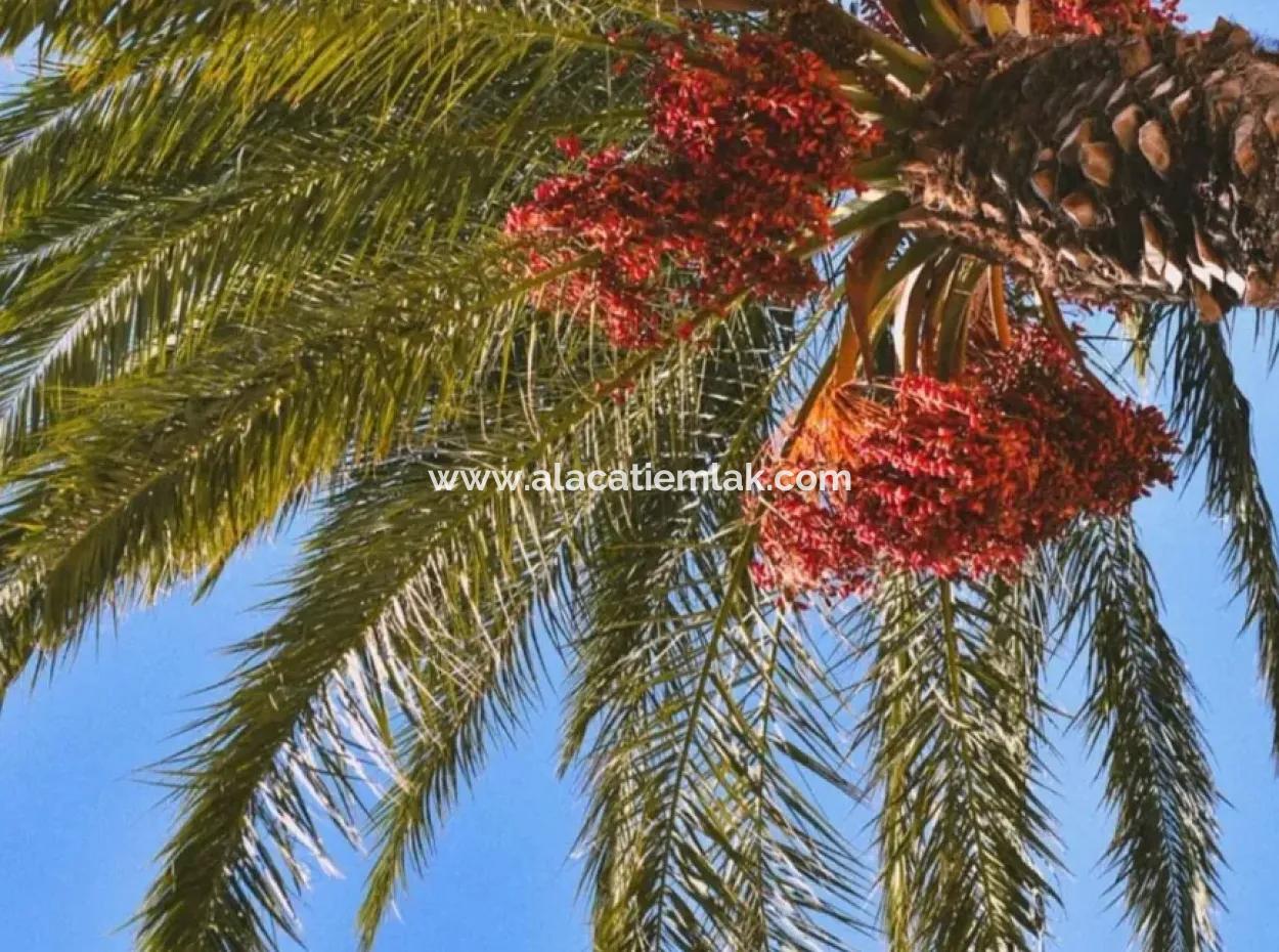 Freistehende Villa Zur Monatlichen Miete In Çeşme Mamurbaba