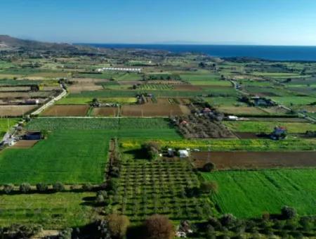 Çeşme Ovacık'ta Satılık 40 Dönüm Arazi/Üzüm Bağı