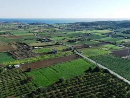 Çeşme Ovacık'ta Satılık 40 Dönüm Arazi/Üzüm Bağı