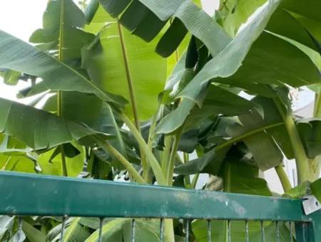 Çeşme Boyalık Denize Yürüme Mesafesinde Tadilatlı Sezonluk Villa